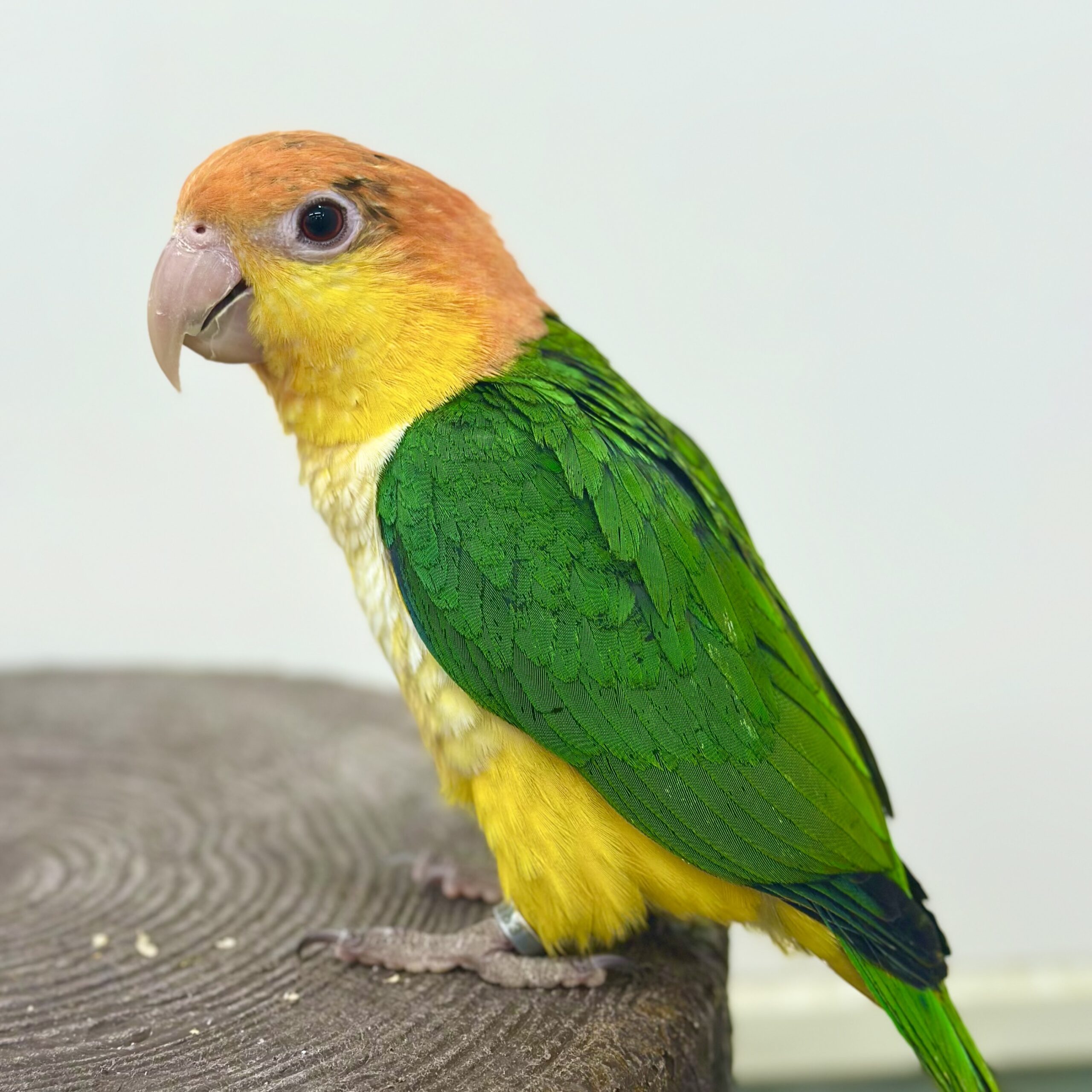 シロハラインコ飼育の光と影｜寿命や防音対策から値段相場まで徹底解説