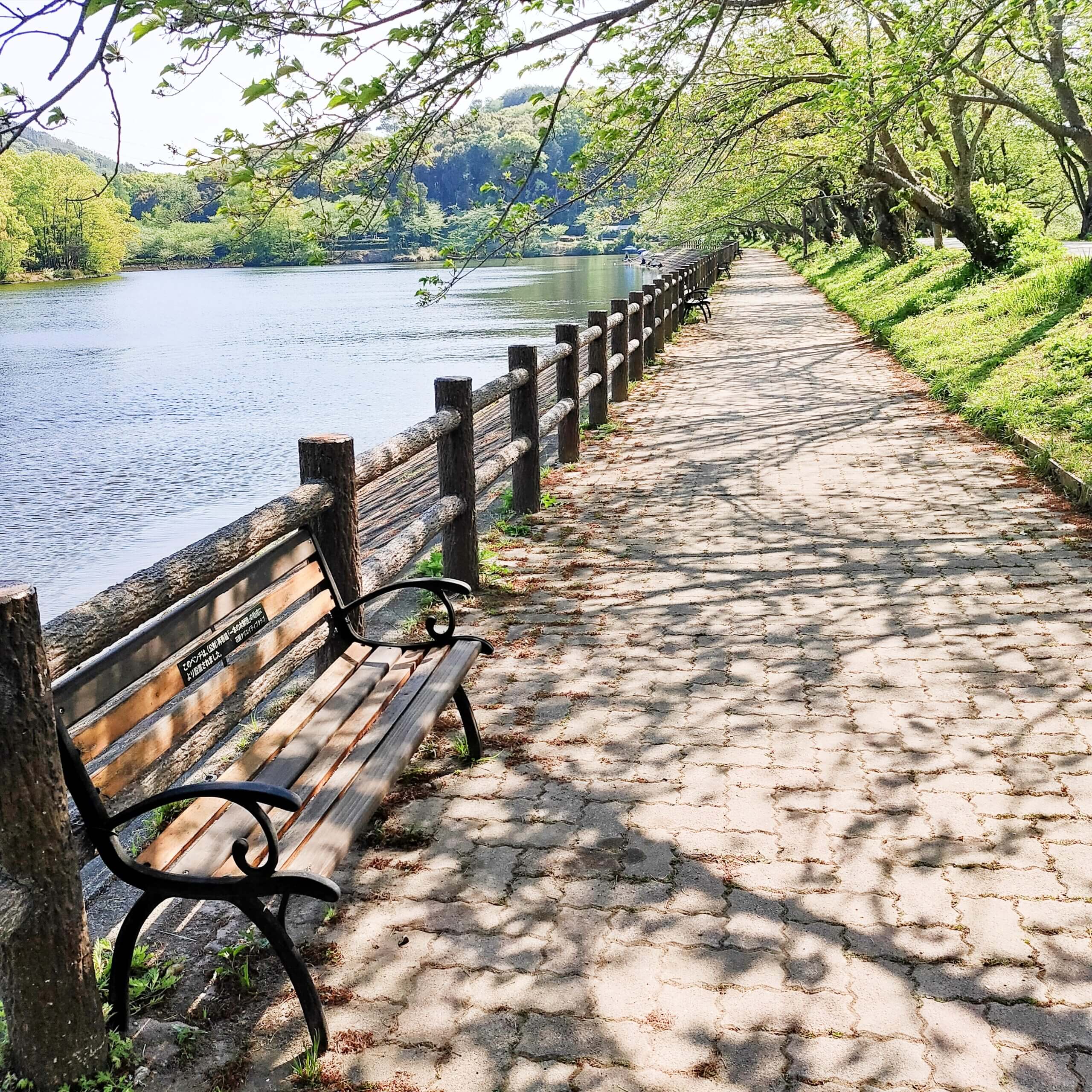 熊本の桜名所「立岡自然公園」2026完全攻略｜絶景や利用規約を解説