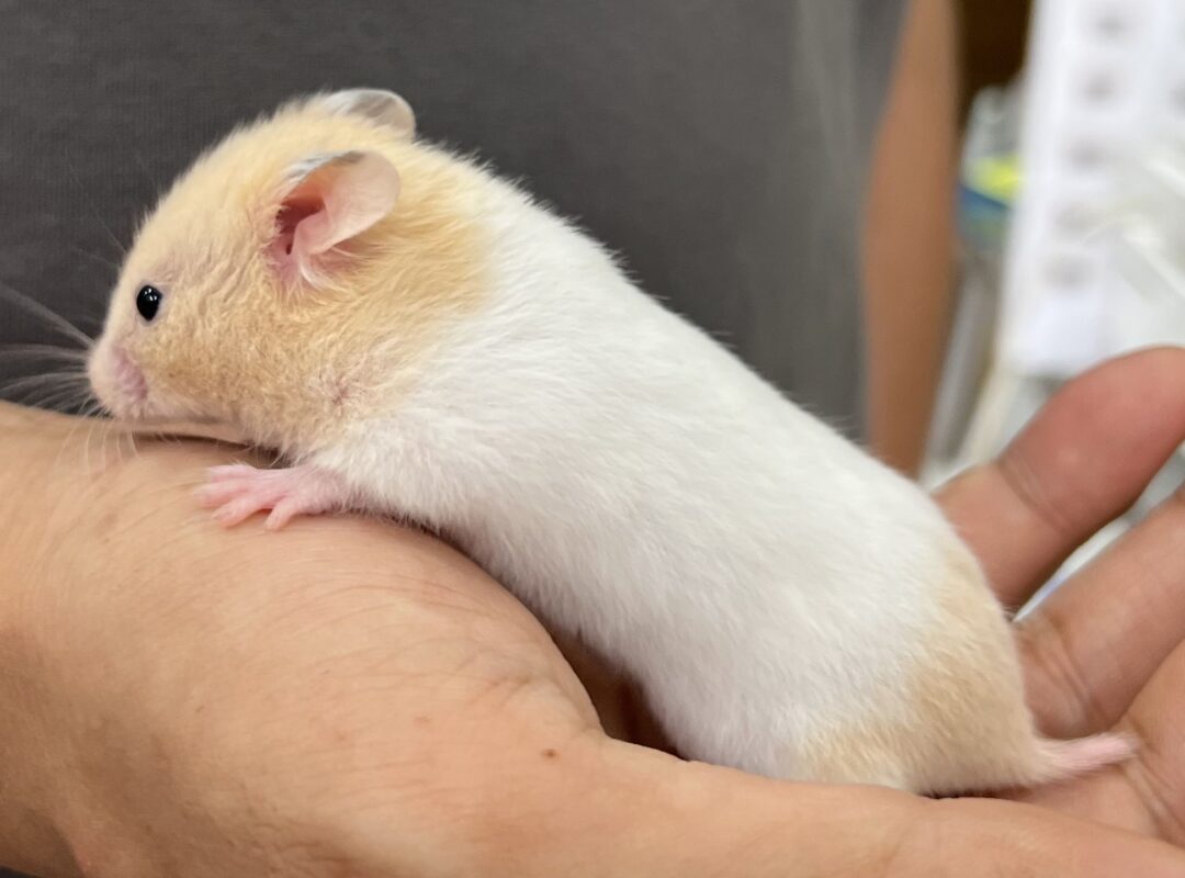実は飼いやすい？クリームバンデッドハムスターの性格・寿命と値段を徹底解説