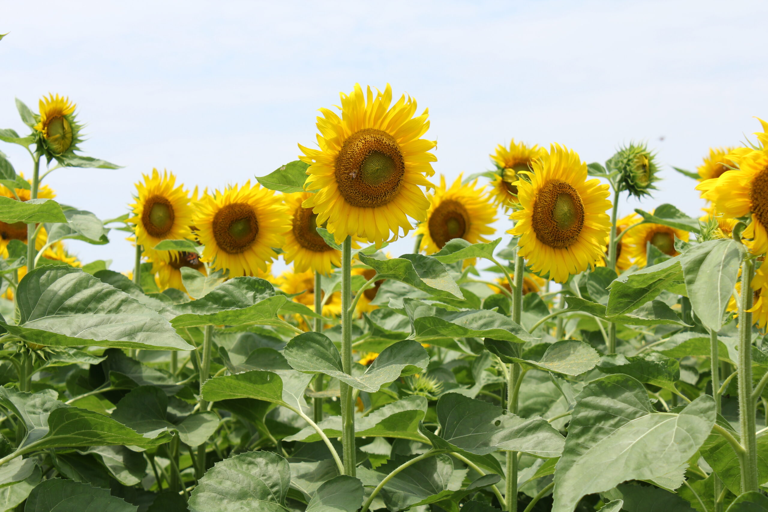 南知多の観光農園花ひろば開花状況と評判！ひまわり長期開花の真相