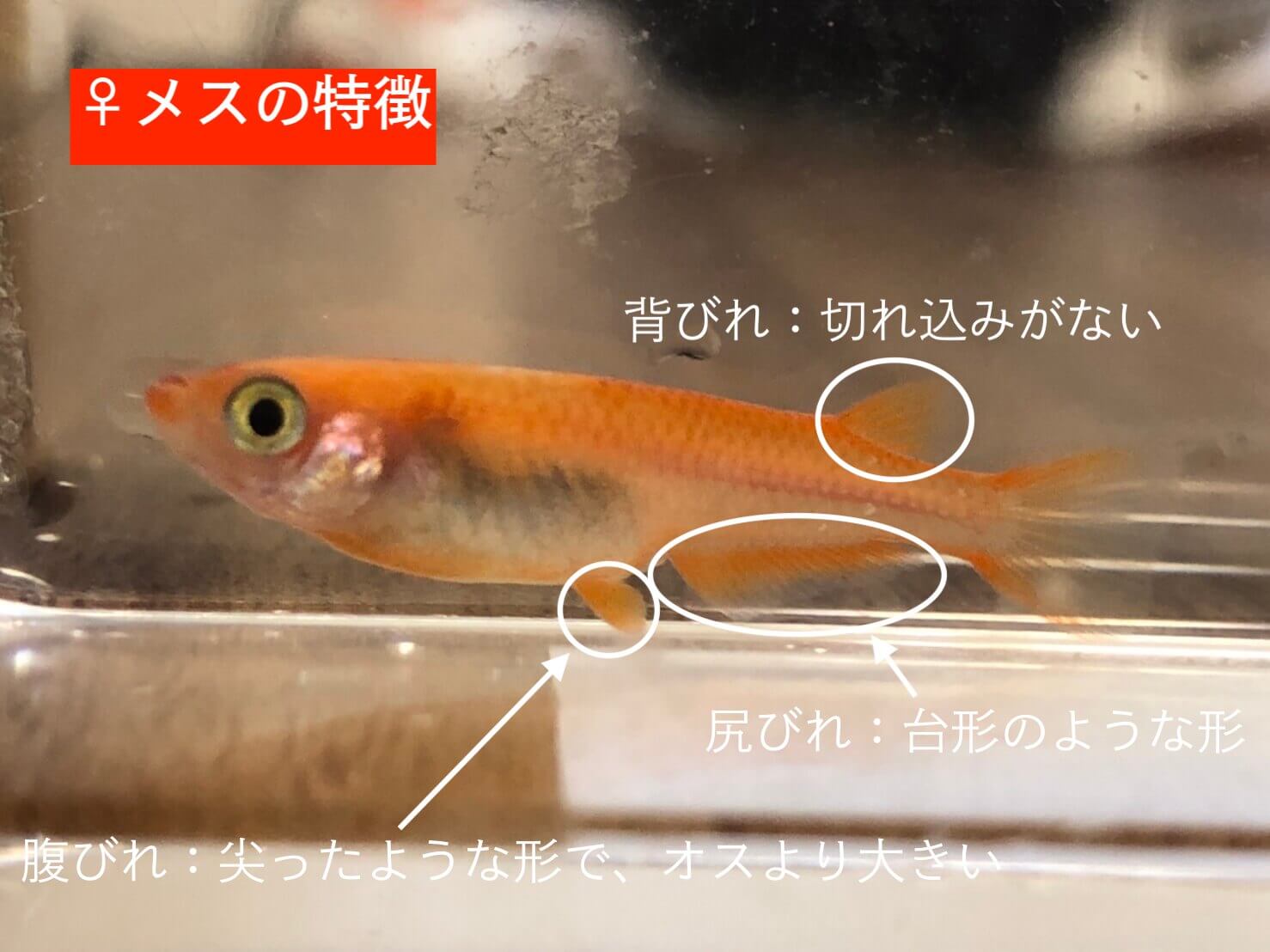 メダカのオスとメスの見分け方徹底解剖！ヒレの違いと繁殖の鍵