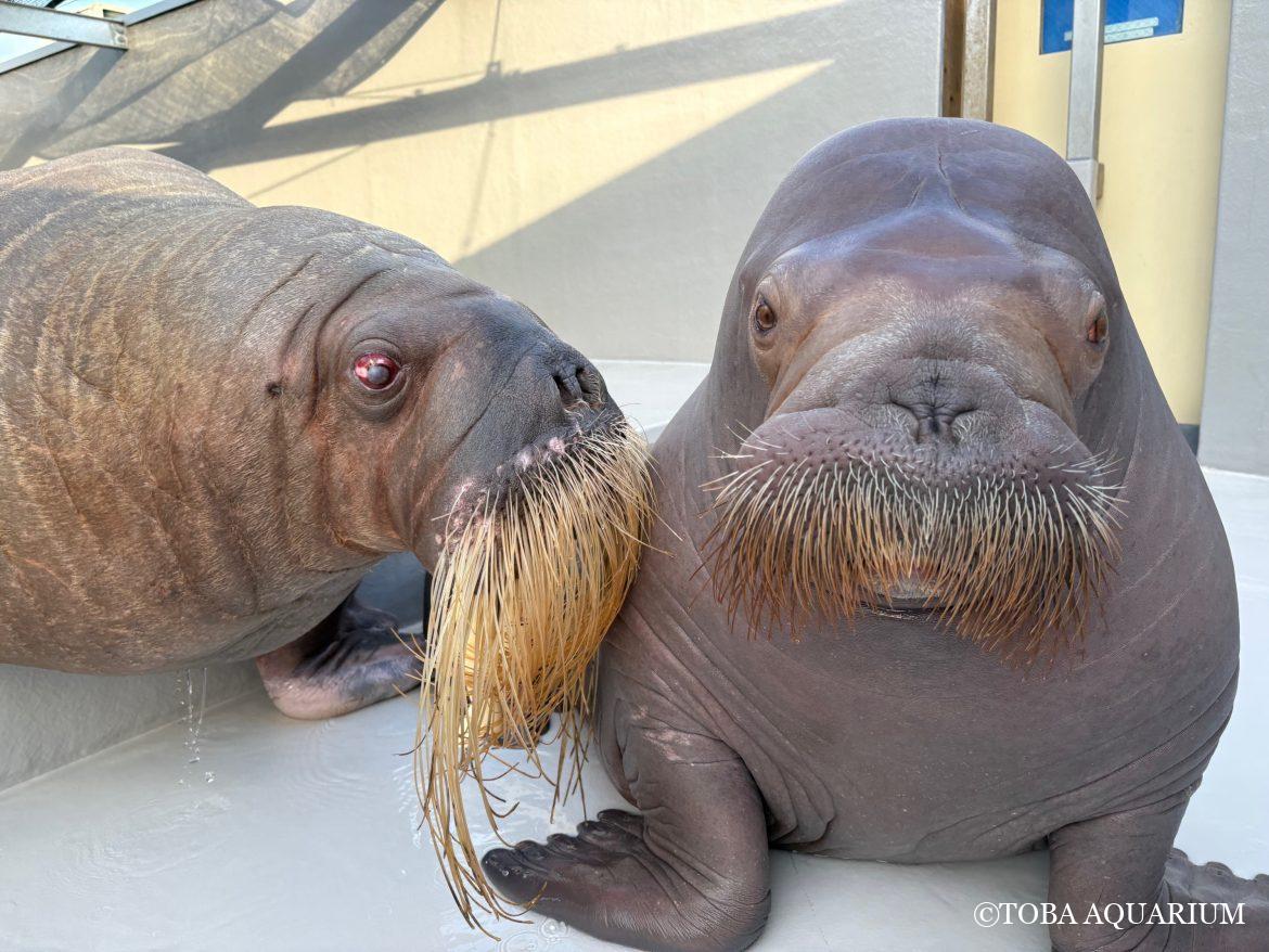 鳥羽水族館のセイウチが爆笑を生む理由と歴代個体の現在