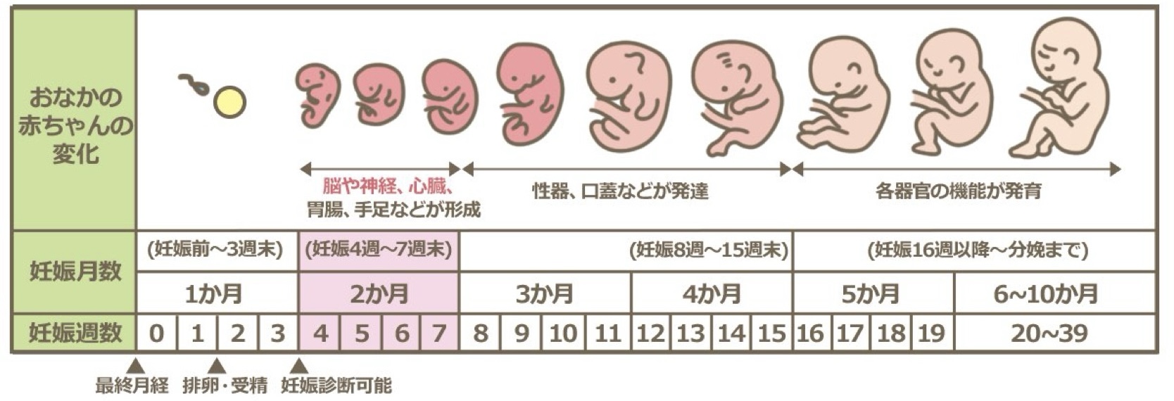 妊娠中の性行為は胎児に影響？時期別のリスクと医師が教えるNgサイン