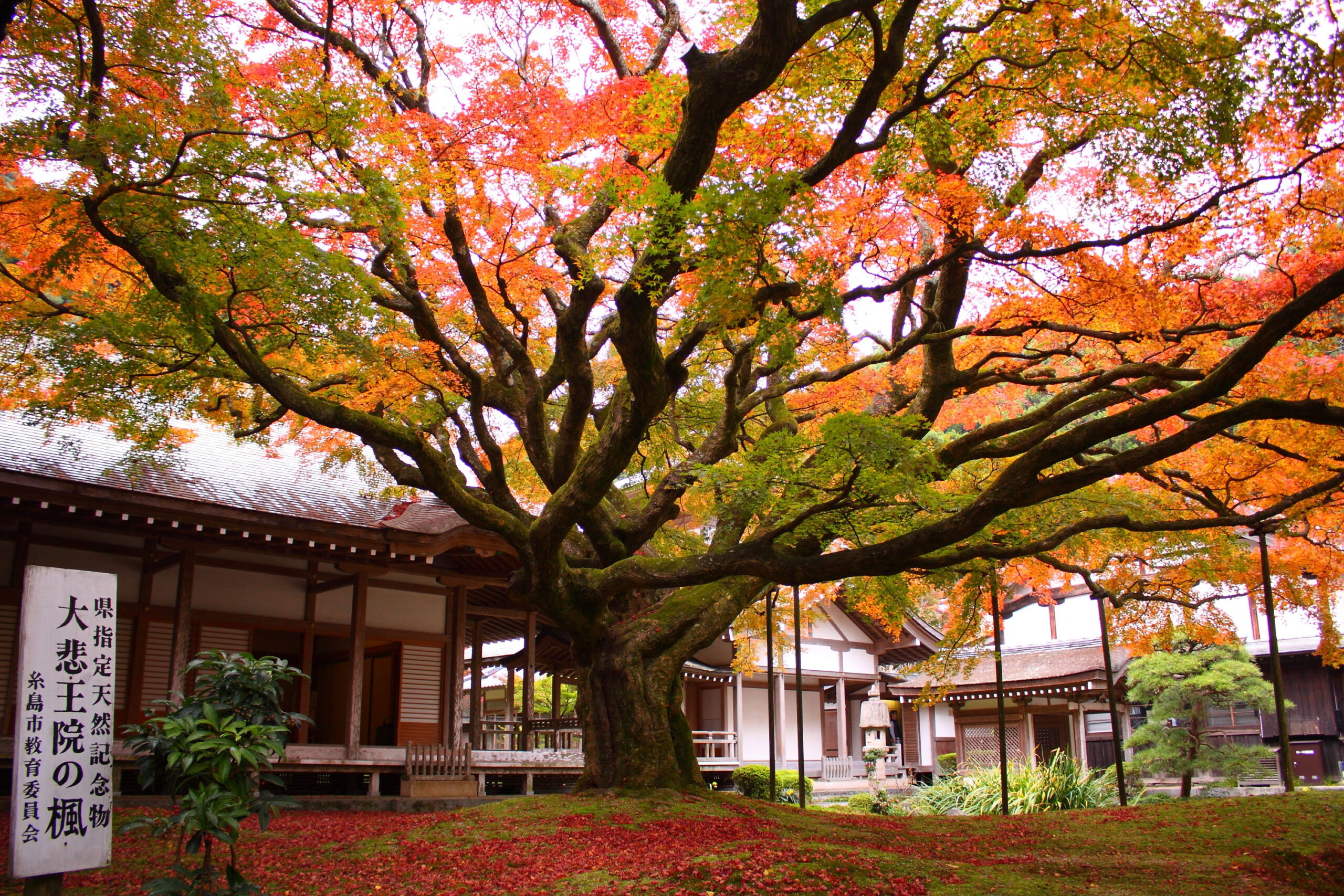 雷山千如寺大悲王院の紅葉見頃と混雑回避法！樹齢400年大楓と拝観全容