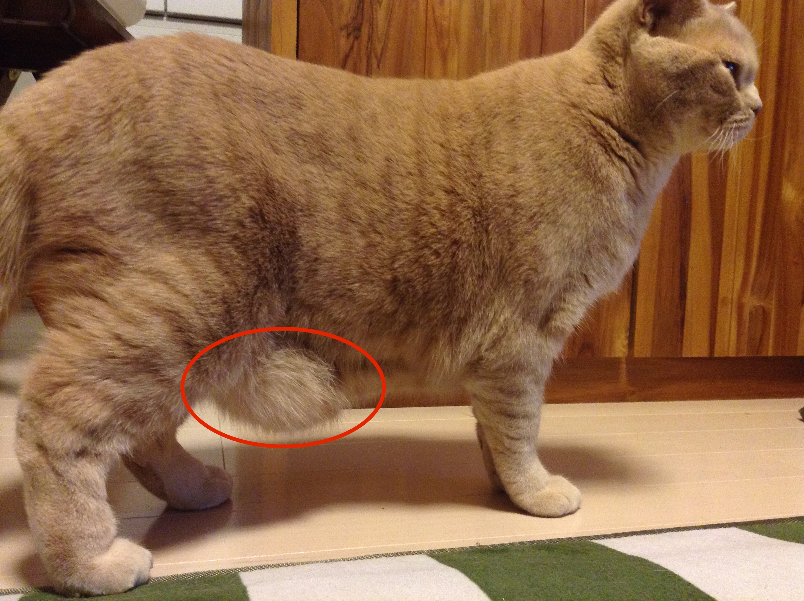 猫のお腹がタプタプ垂れ下がる謎！肥満や病気との見分け方と驚きの役割