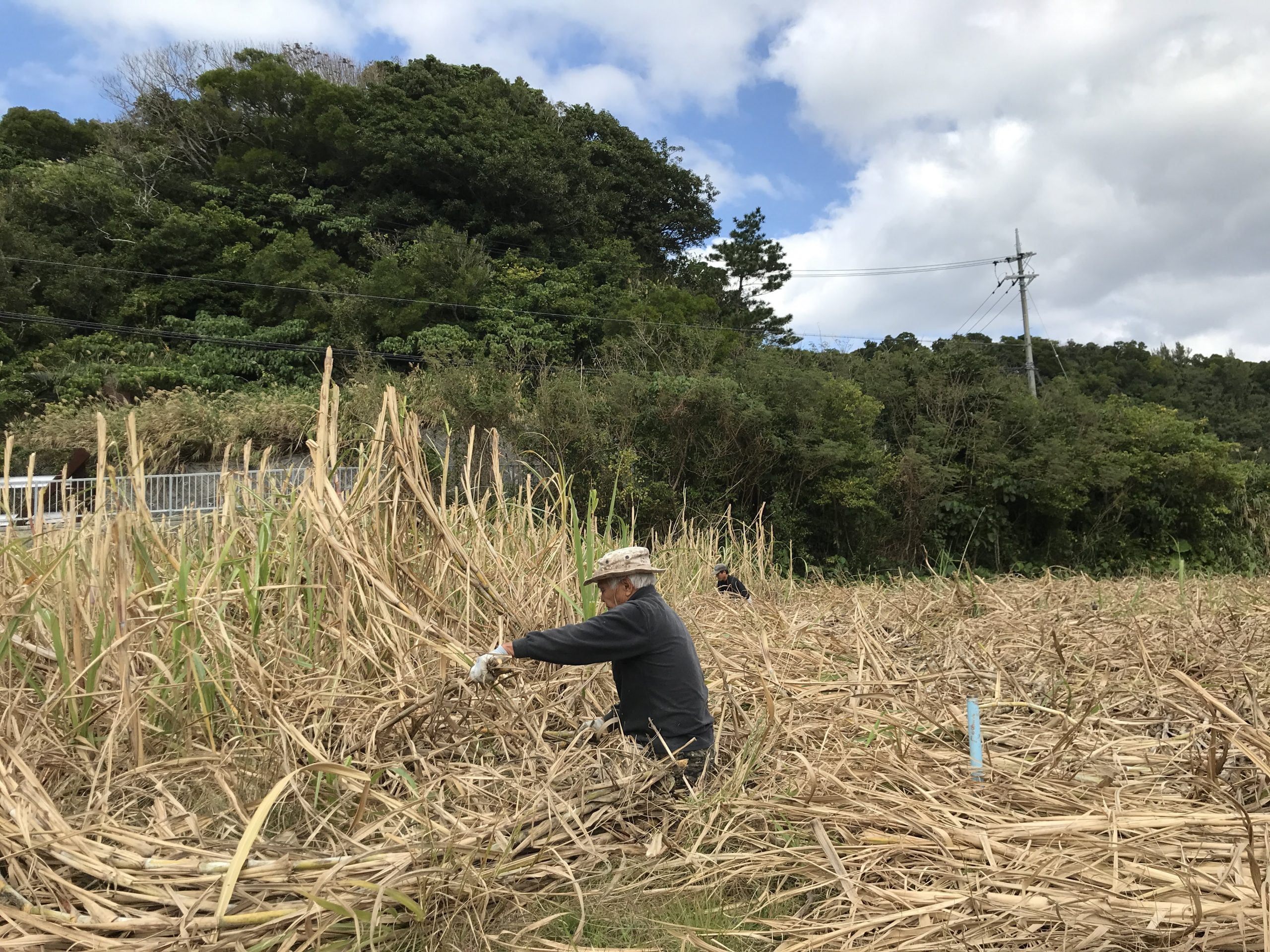 ウージとは？沖縄方言の意味と名曲に秘められた歴史を徹底解説