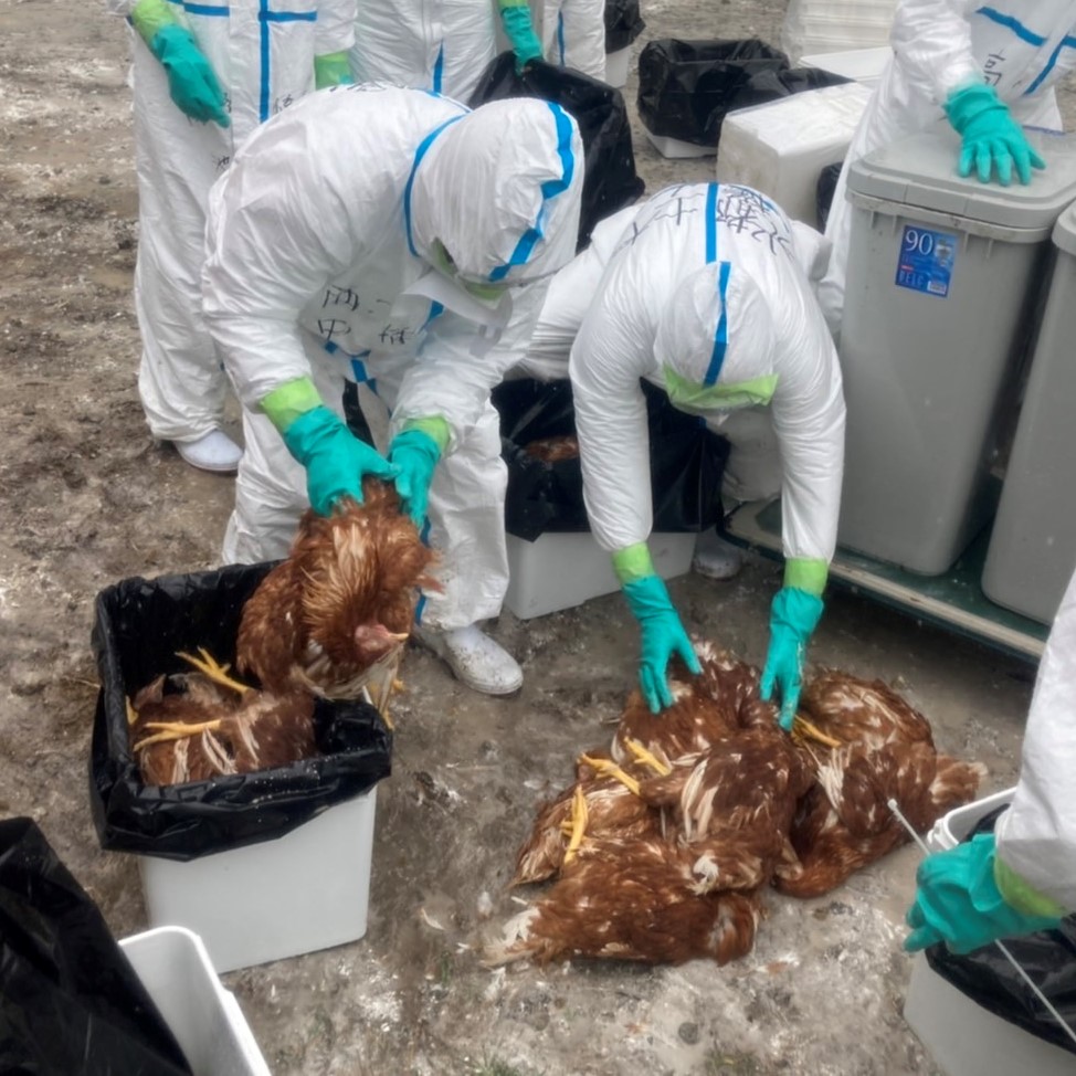 鳥インフルエンザでなぜ全羽殺処分？治療やワクチンを使わない真相