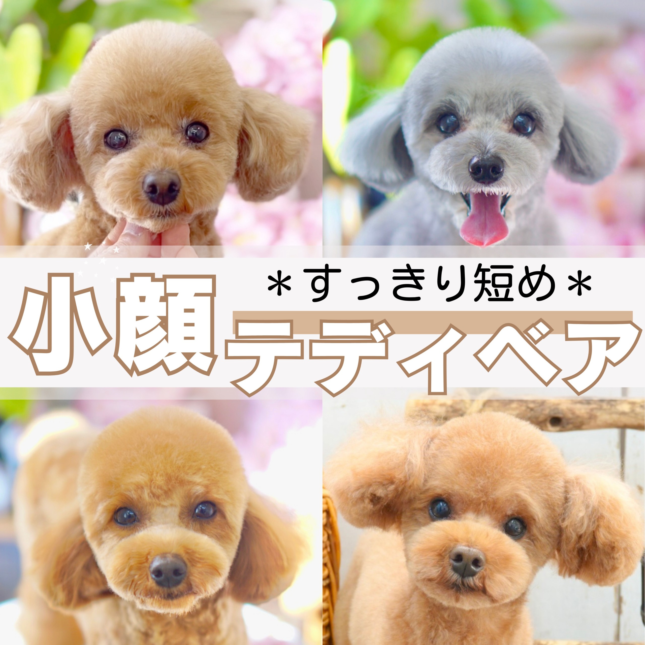 トイプードルの顔スッキリカット術！涙やけ解消と失敗しないオーダー法