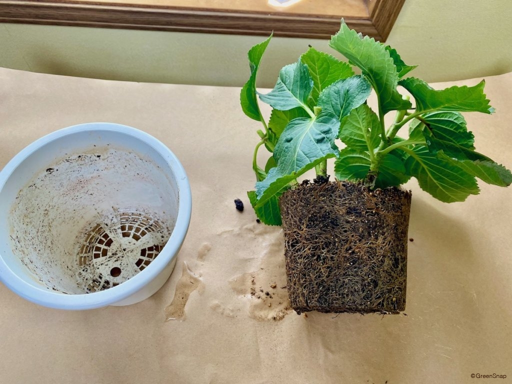 紫陽花の植え替え時期はいつ？鉢植え地植えの最適期と失敗防止策
