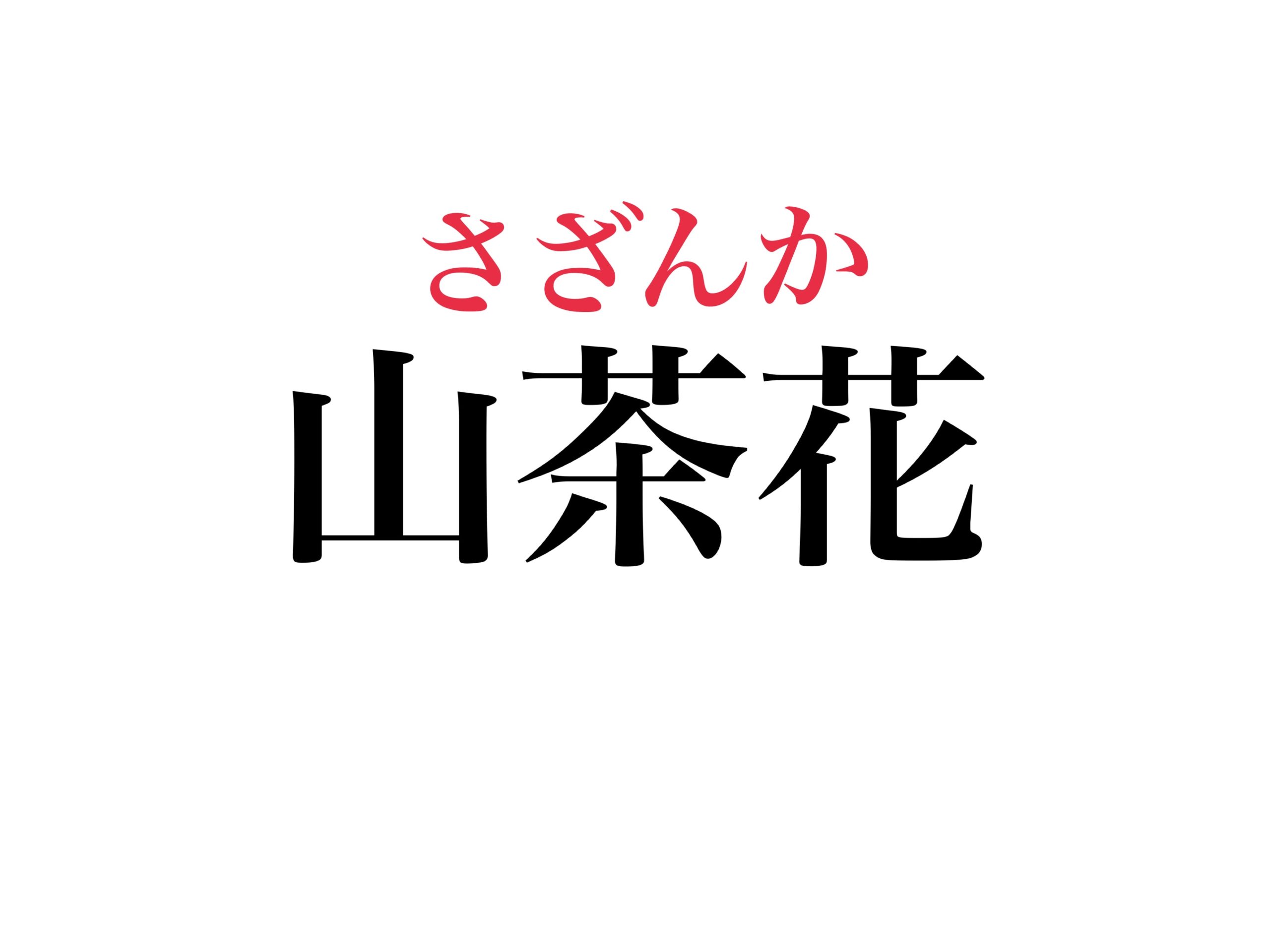 難読漢字「山茶花」の読み方はなぜサザンカ？椿との違いと真相に迫る