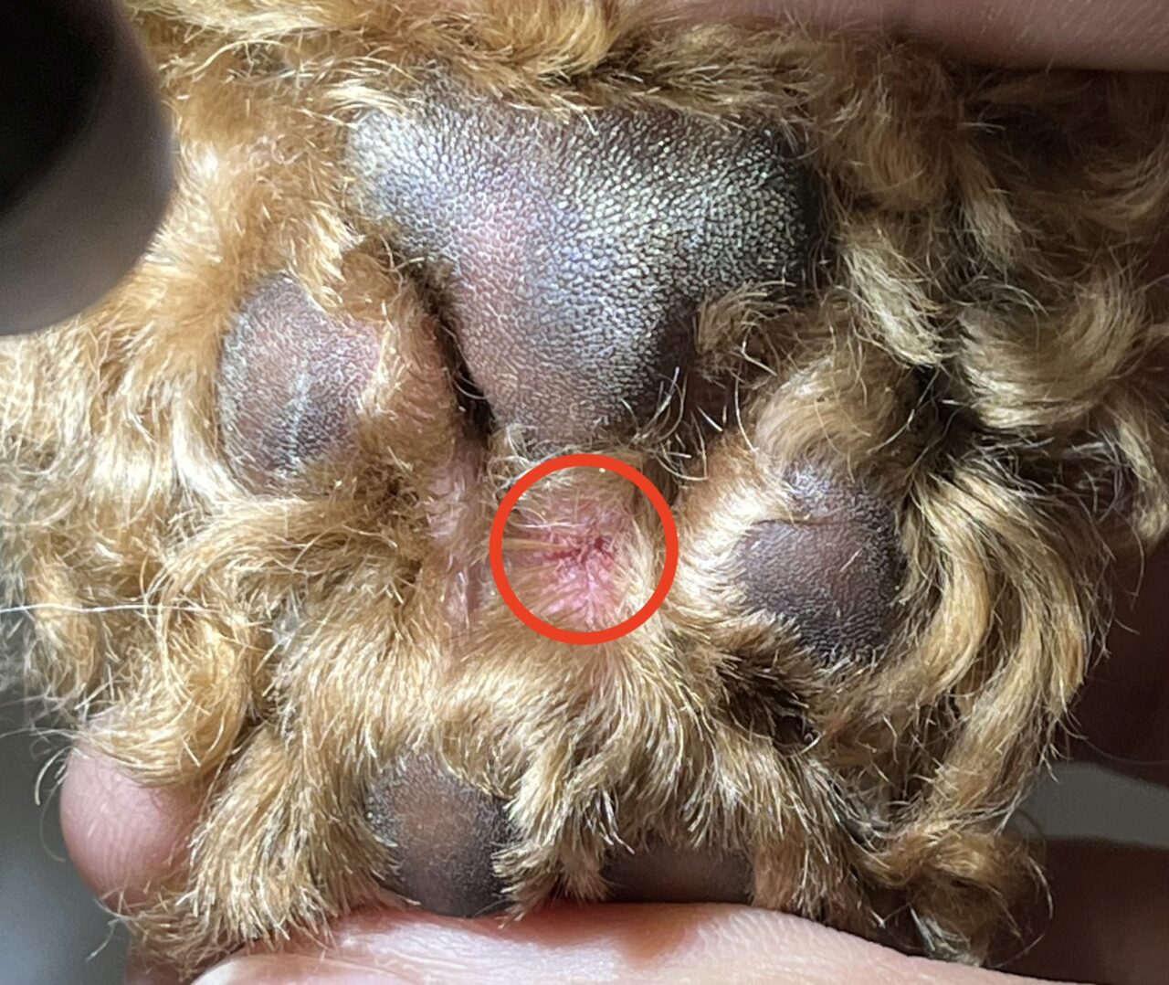 犬が蜂に刺されたら？顔の腫れやアナフィラキシーの危険と応急処置