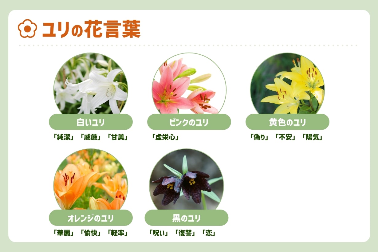 百合の花言葉は怖い？色別・本数別の意味一覧と失敗しない贈り方マナー