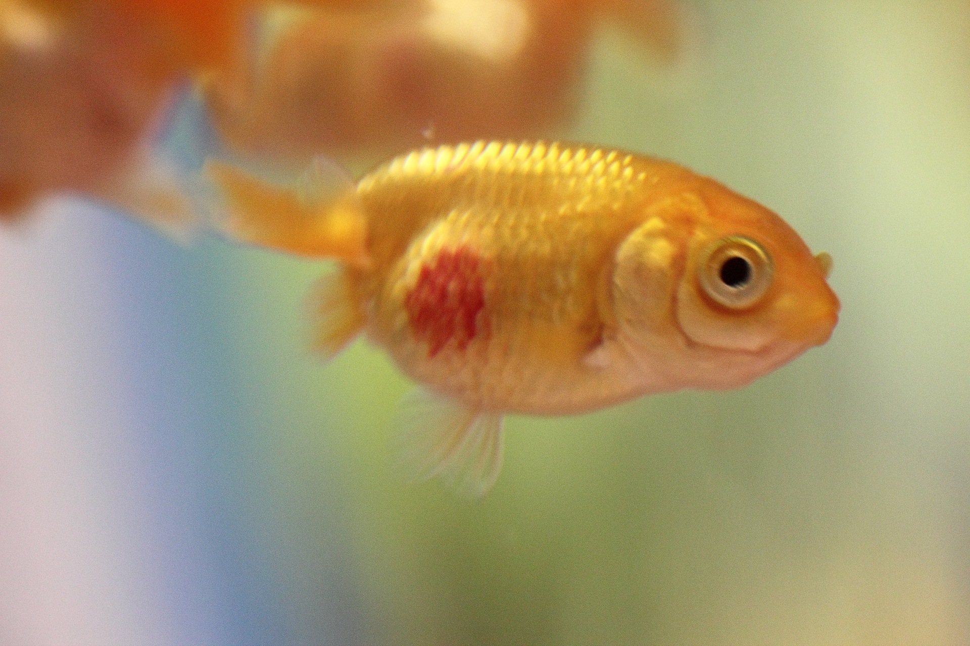 金魚の赤い斑点は病気のサイン？赤斑病の初期症状と救命治療法