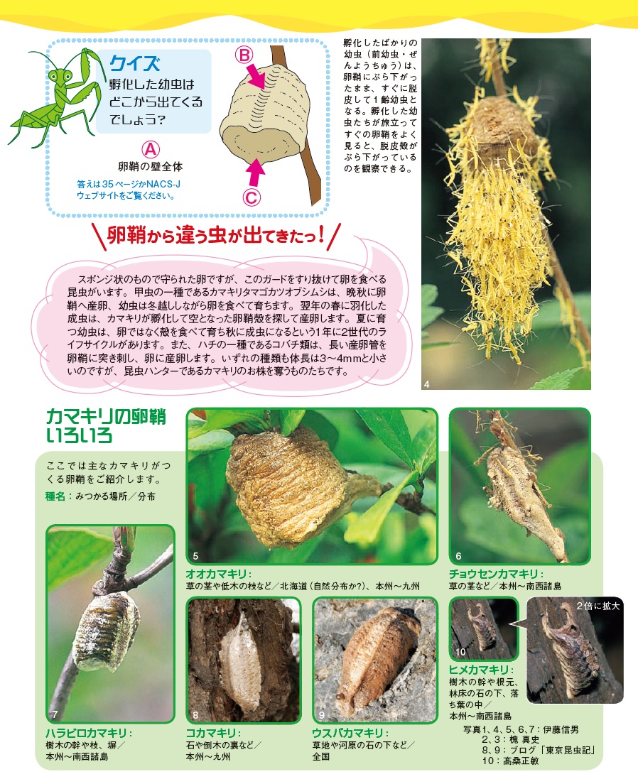 カマキリの孵化時期と前兆サイン｜室内大発生を防ぐ命の育て方