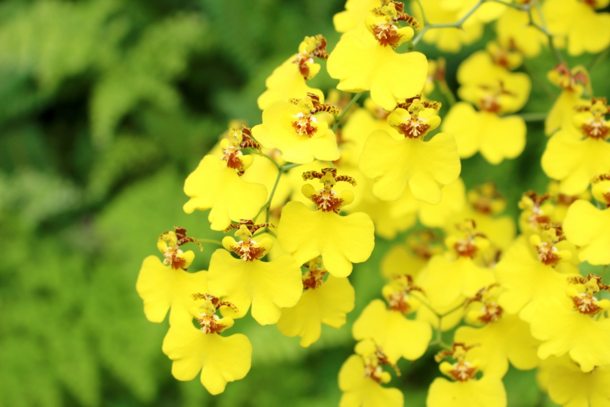 オンシジュームの花言葉は怖い？色別の意味やギフトの注意点を徹底解説