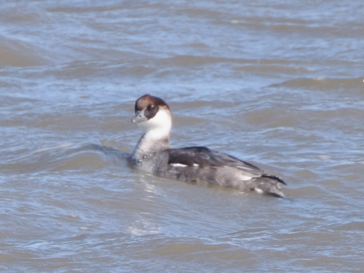 川越・伊佐沼の野鳥観察ガイド！干潟の水位と珍鳥飛来の真相