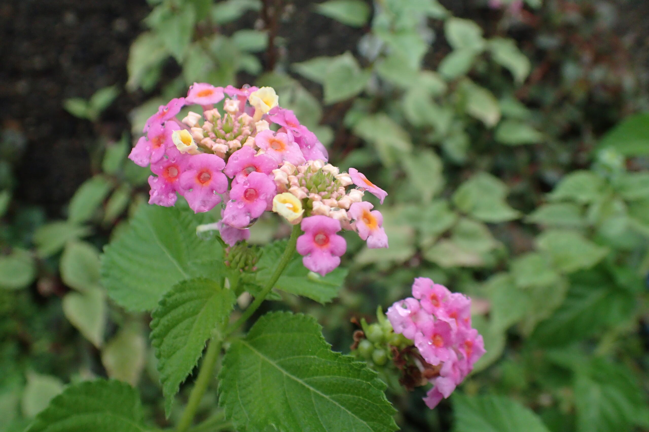 ランタナの花を植えてはいけない理由とは？危険な毒性と生態の真実