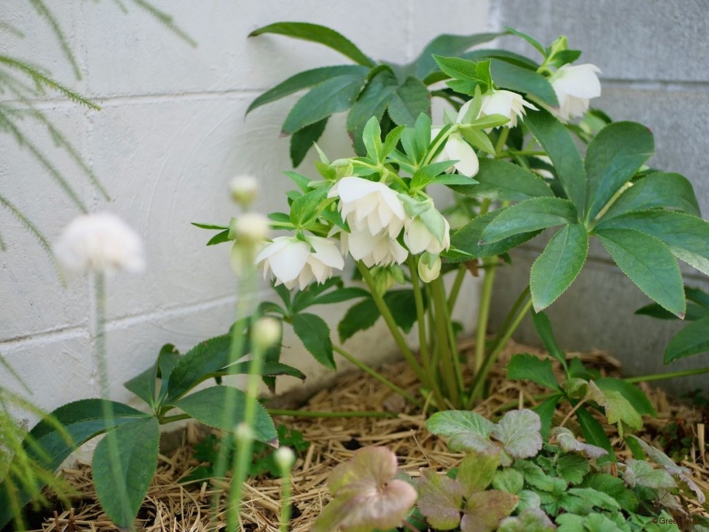 クリスマスローズの植え替え時期決定版！花が咲かない原因と秋の鉄則