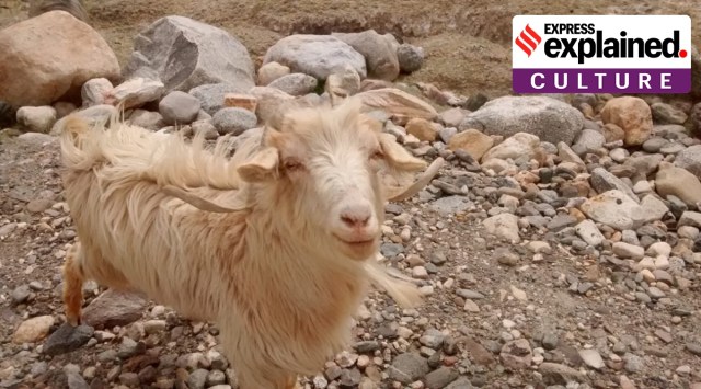 【2026年最新】Snsで飛び交う「Goat」の正体とは？大谷翔平から音楽界まで席巻する“最上級スラング”の真実
