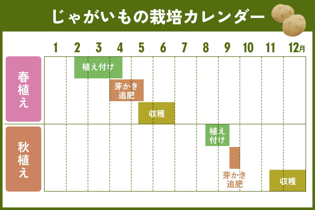 じゃがいもの芽かき時期は草丈10Cmが鉄則！失敗しない本数と手順