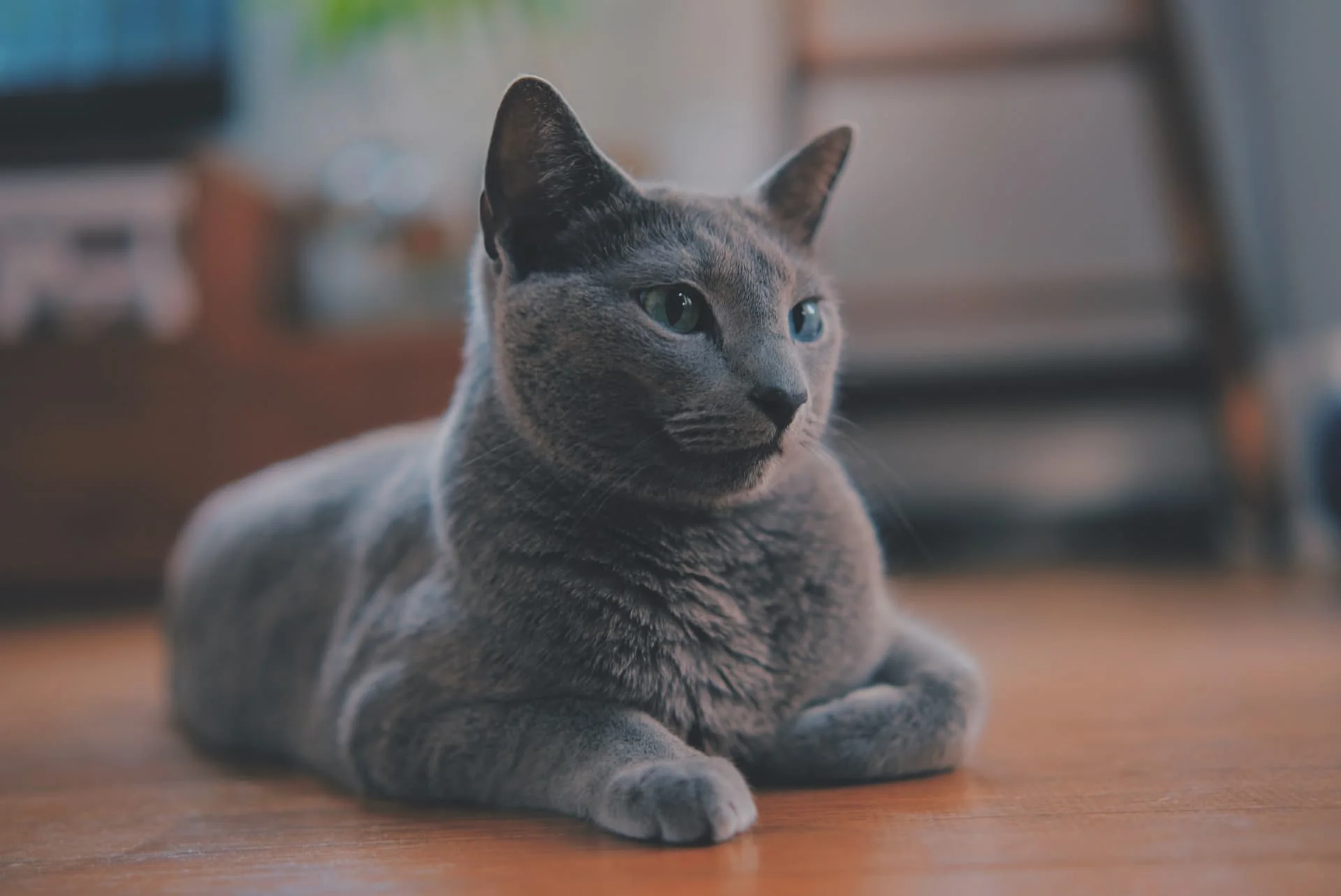 毛が抜けない猫は実在する？抜け毛が少ない種類の真相とアレルギー対策