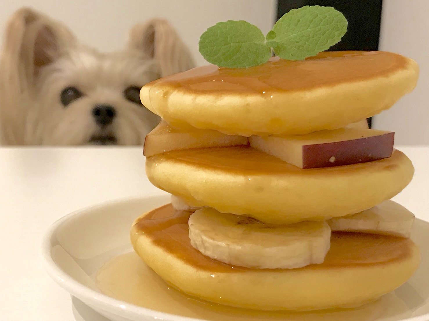 犬用パンケーキの簡単手作り術！人間用との危険な差と安心米粉レシピ