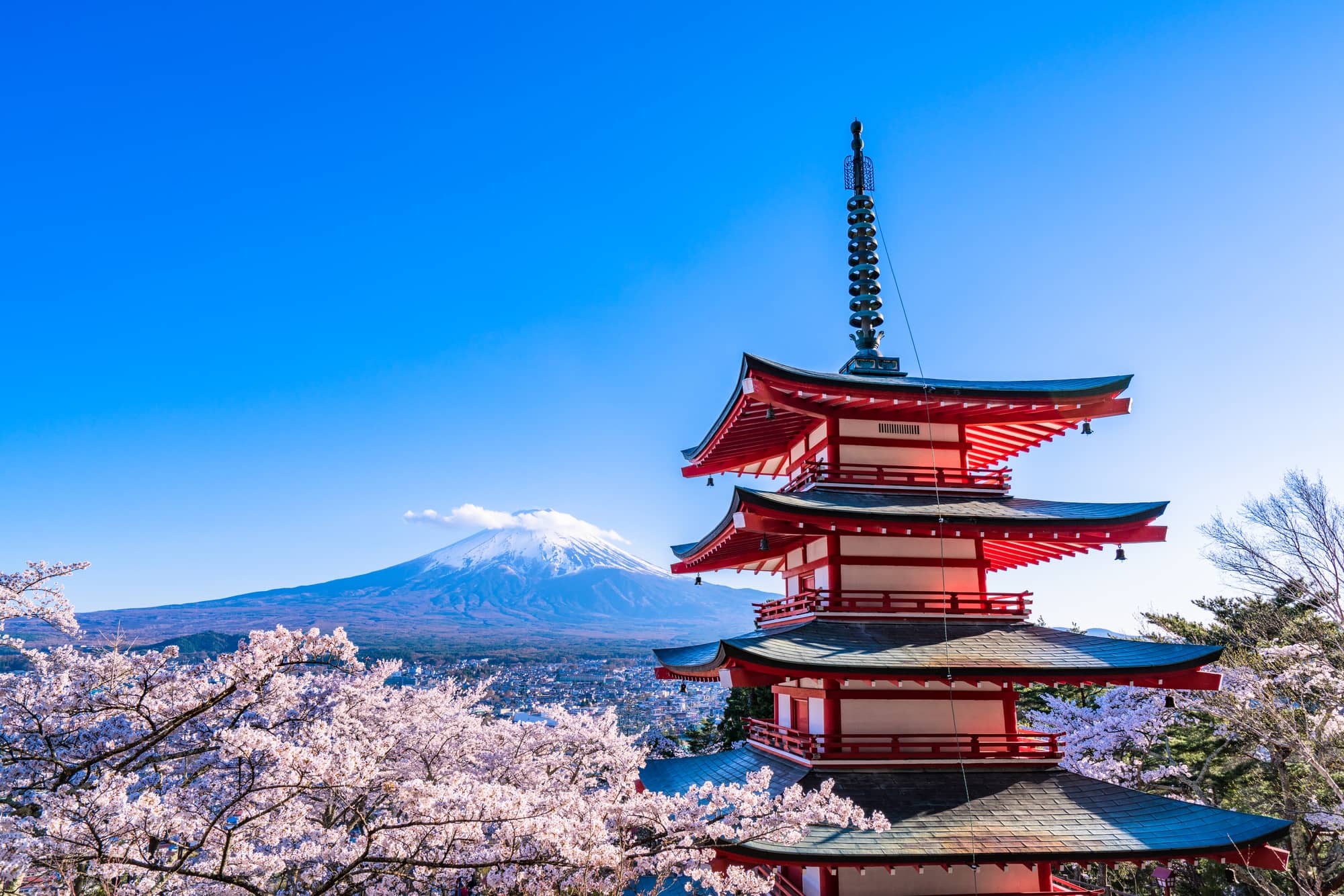 新倉富士浅間神社の絶景と398段の真実！2026年最新混雑と見頃攻略