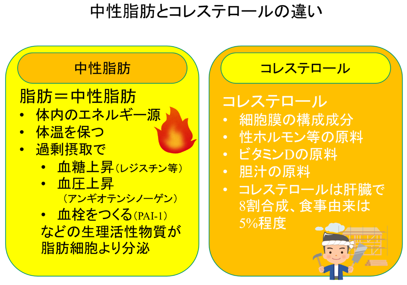 中性脂肪とコレステロールの違いとは？健診の罠と血管を守る最新改善術