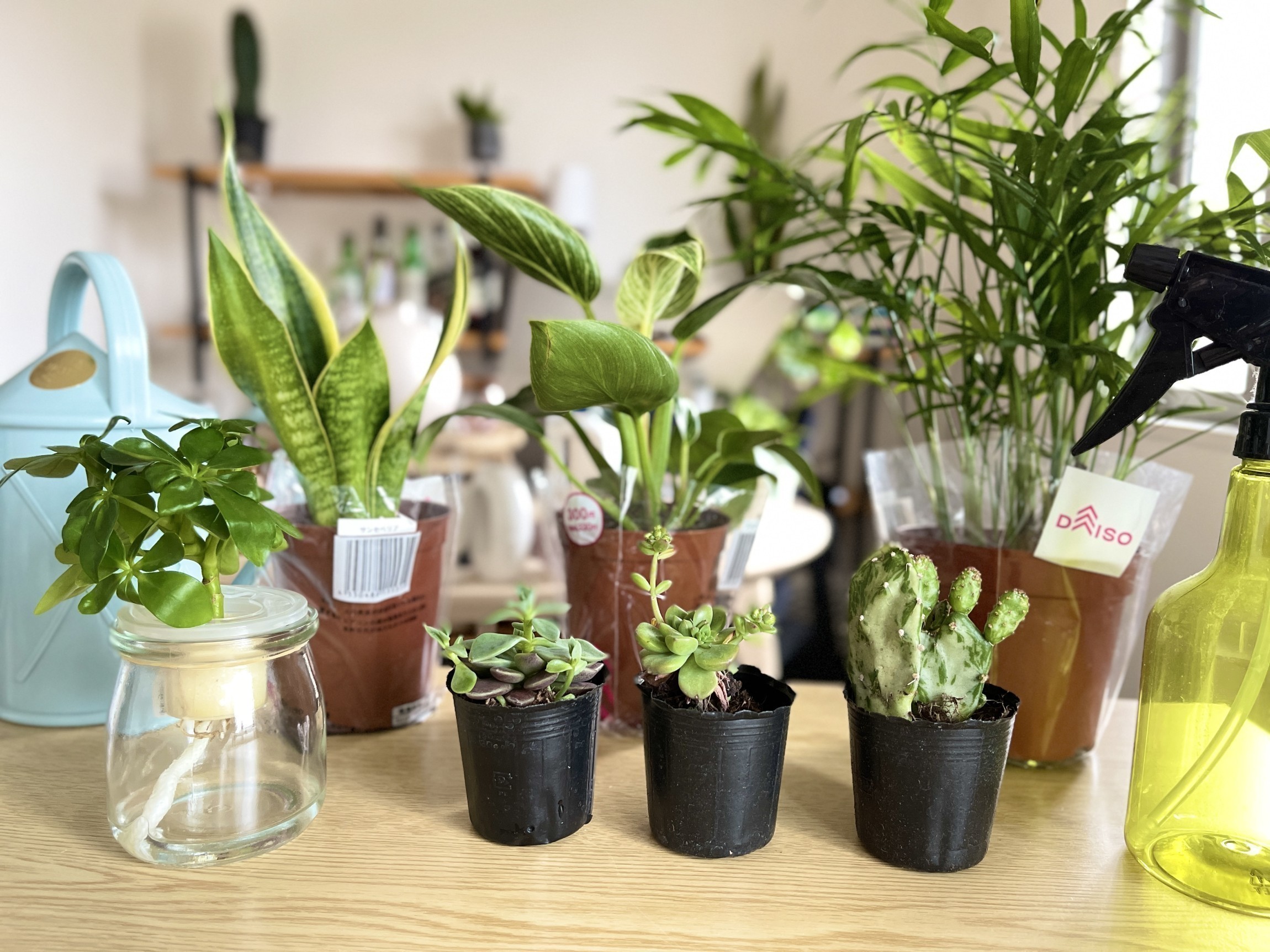 ダイソー観葉植物2026！レア品種の噂と枯らさない育て方を徹底解説
