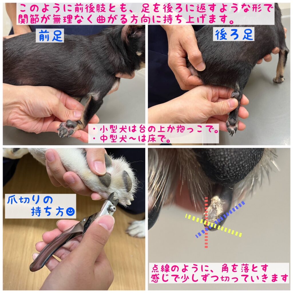 愛犬が暴れる原因をプロが解明！犬の爪切りで失敗しない手順と出血時の対処法