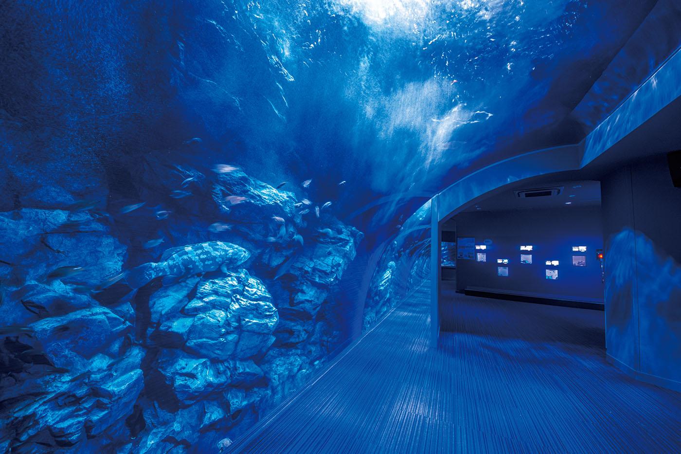 福岡・海の中道水族館の攻略法2026｜料金割引と混雑回避を全解剖