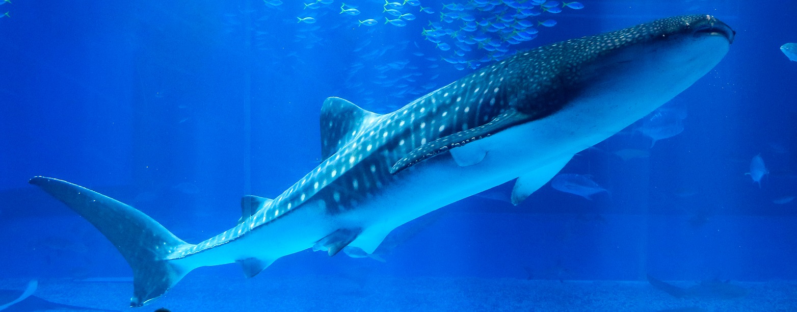 美ら海水族館2026最新攻略！巨大水槽の裏側と混雑回避の真相