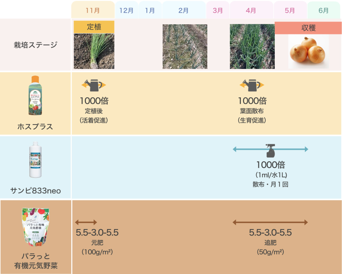 玉ねぎ栽培で失敗しない育て方！苗選びから追肥と保存まで徹底解説