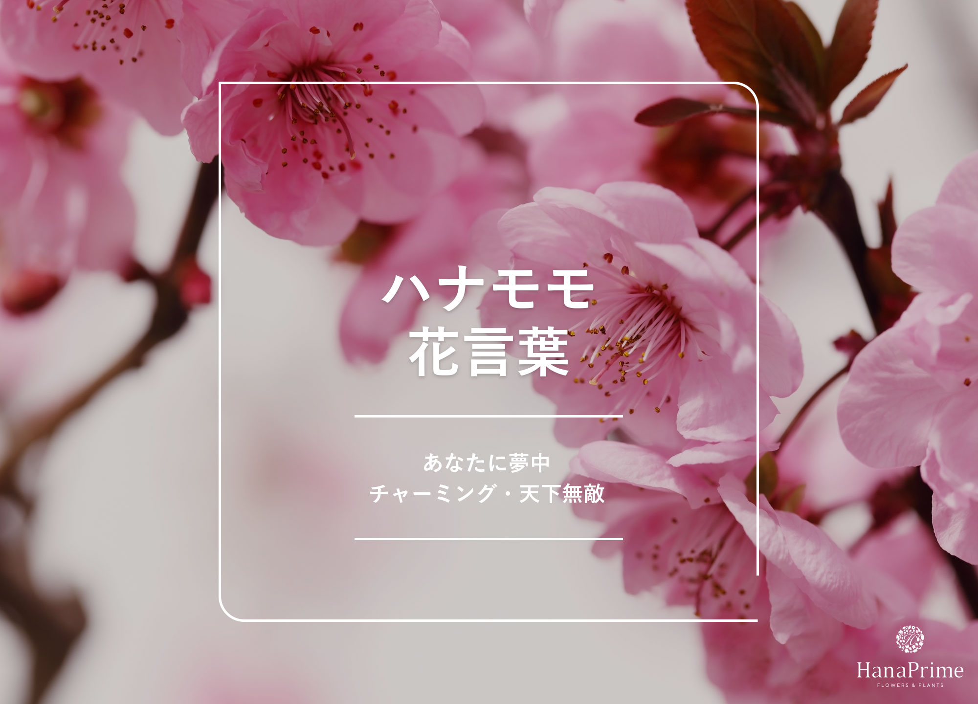桃の花の花言葉「天下無敵」と怖い噂の真相！色別の意味とひな祭り由来