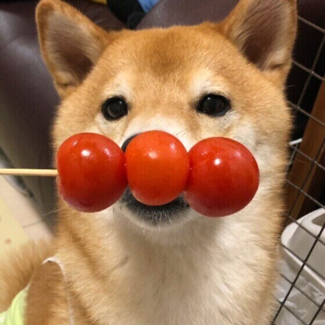 犬にトマトは危険？ヘタの毒性トマチンと体重別の適量を徹底解説