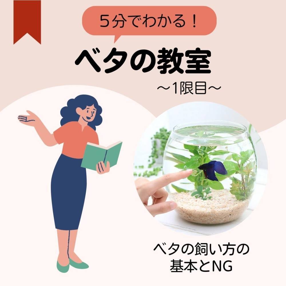 ベタの飼い方2026｜コップ飼育の罠と初心者が長生きさせる秘訣