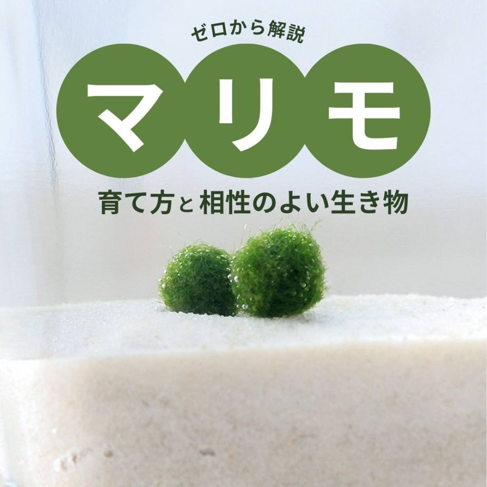 まりもの育て方完全ガイド｜茶色に変色・浮く原因と夏越し対策