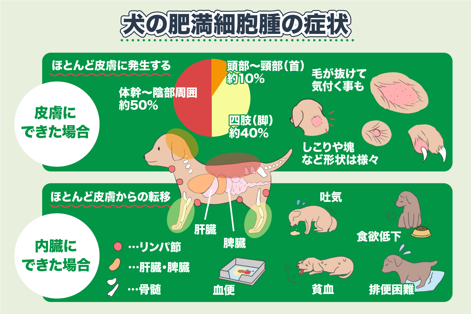 犬の肥満細胞腫を見逃すな！しこりの見分け方と2026年最新治療