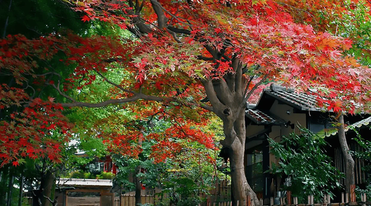京王百草園の梅・紅葉見頃2026！激坂回避ルートと見どころ徹底取材