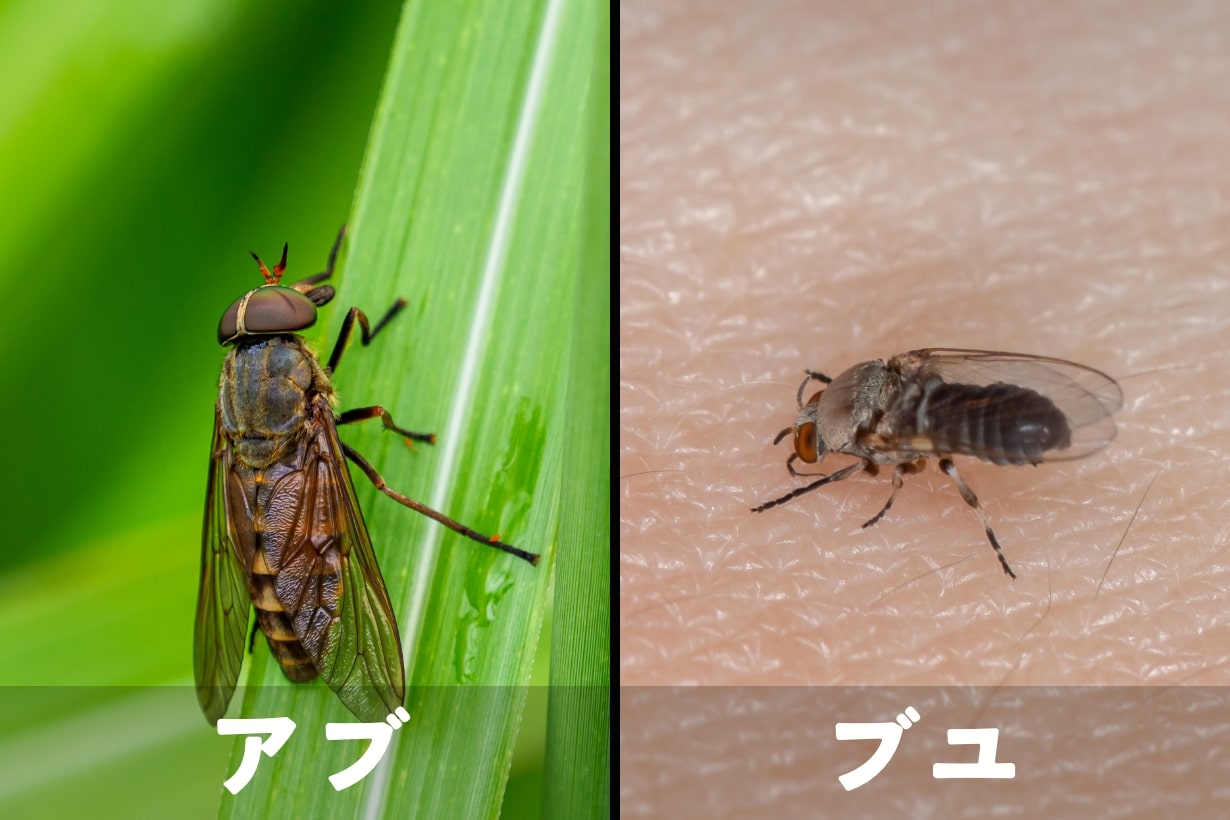 アブとブヨの違いを徹底比較！激痛と腫れを防ぐ現場対策2026
