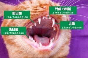 【動画まとめ】 猫 の 口 の 中 最新出演情報まとめ #897