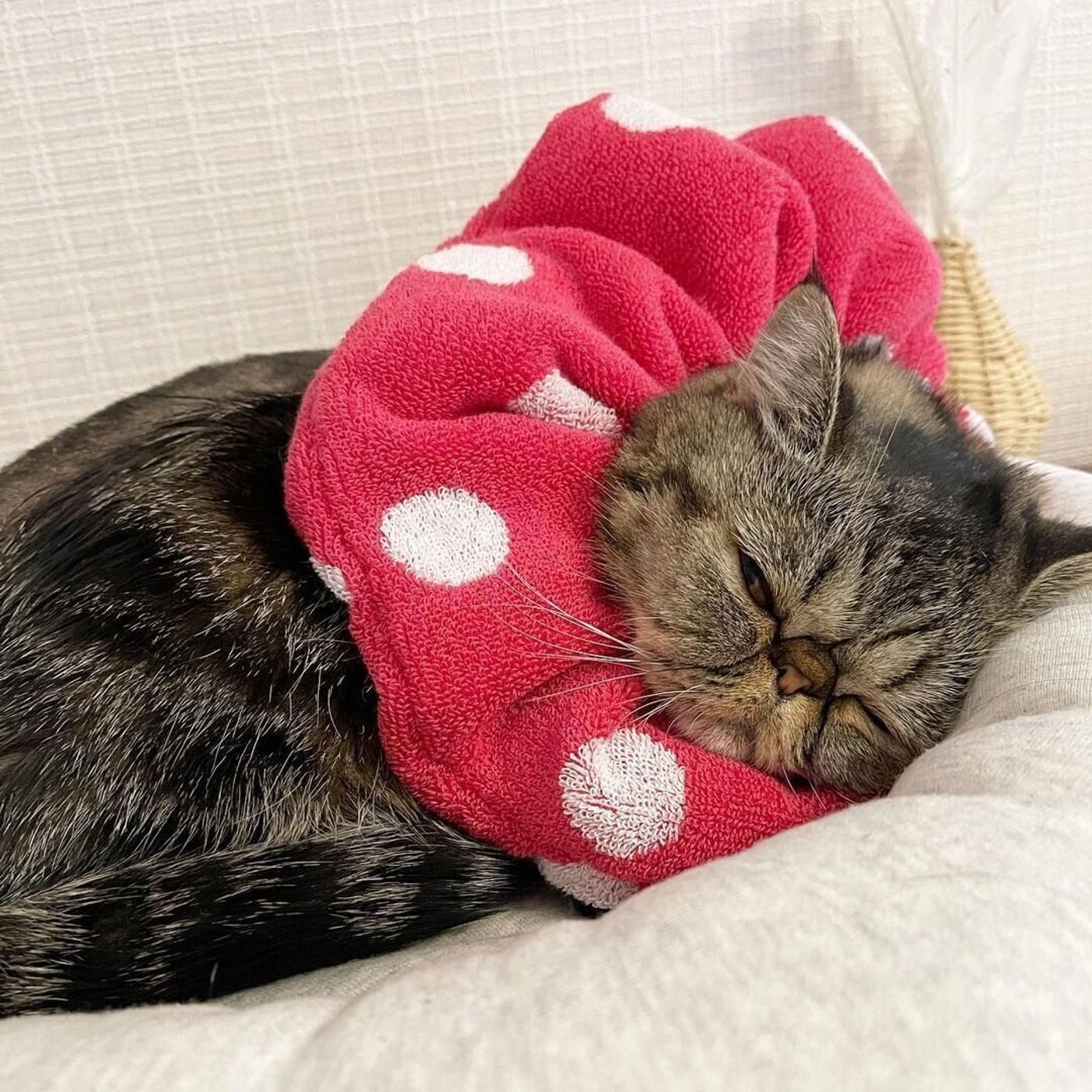 猫のエリザベスカラーを手作り！タオルで愛猫のストレスを防ぐ自作術