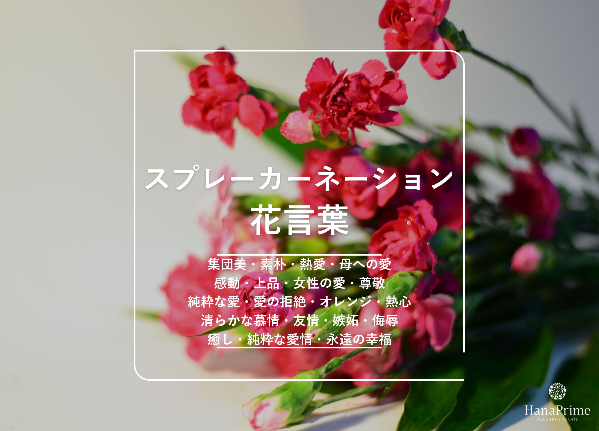 スプレーカーネーションの花言葉に怖い意味？色別の真相とギフトマナー