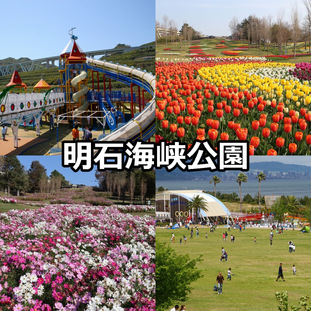 明石海峡公園の全貌を徹底検証！絶景花畑と混雑回避完全ガイド