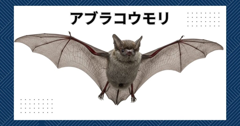 コウモリの嫌いな音で撃退は可能？超音波の真相と失敗しない対策