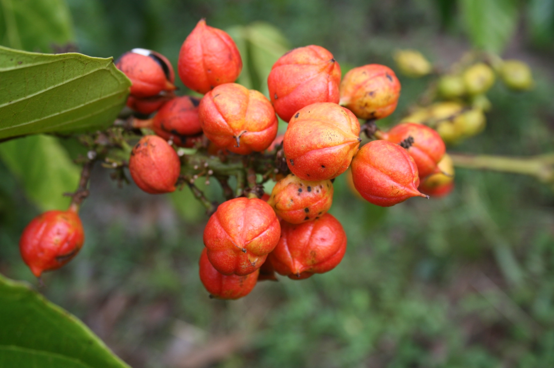 ガラナとは？北海道で熱愛される理由とコーラとの違いを徹底解剖
