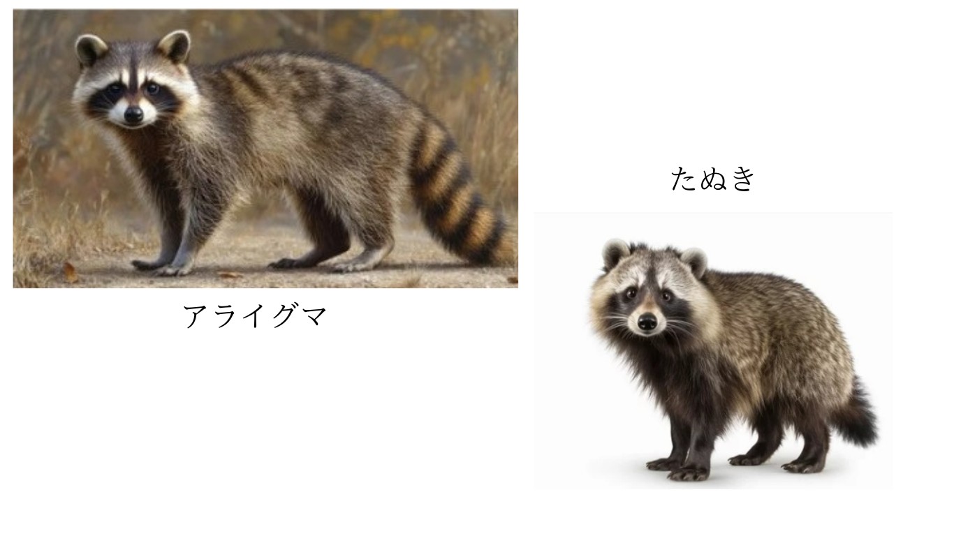 タヌキとアライグマの違い完全判別！尻尾と眉間で見分ける害獣対策