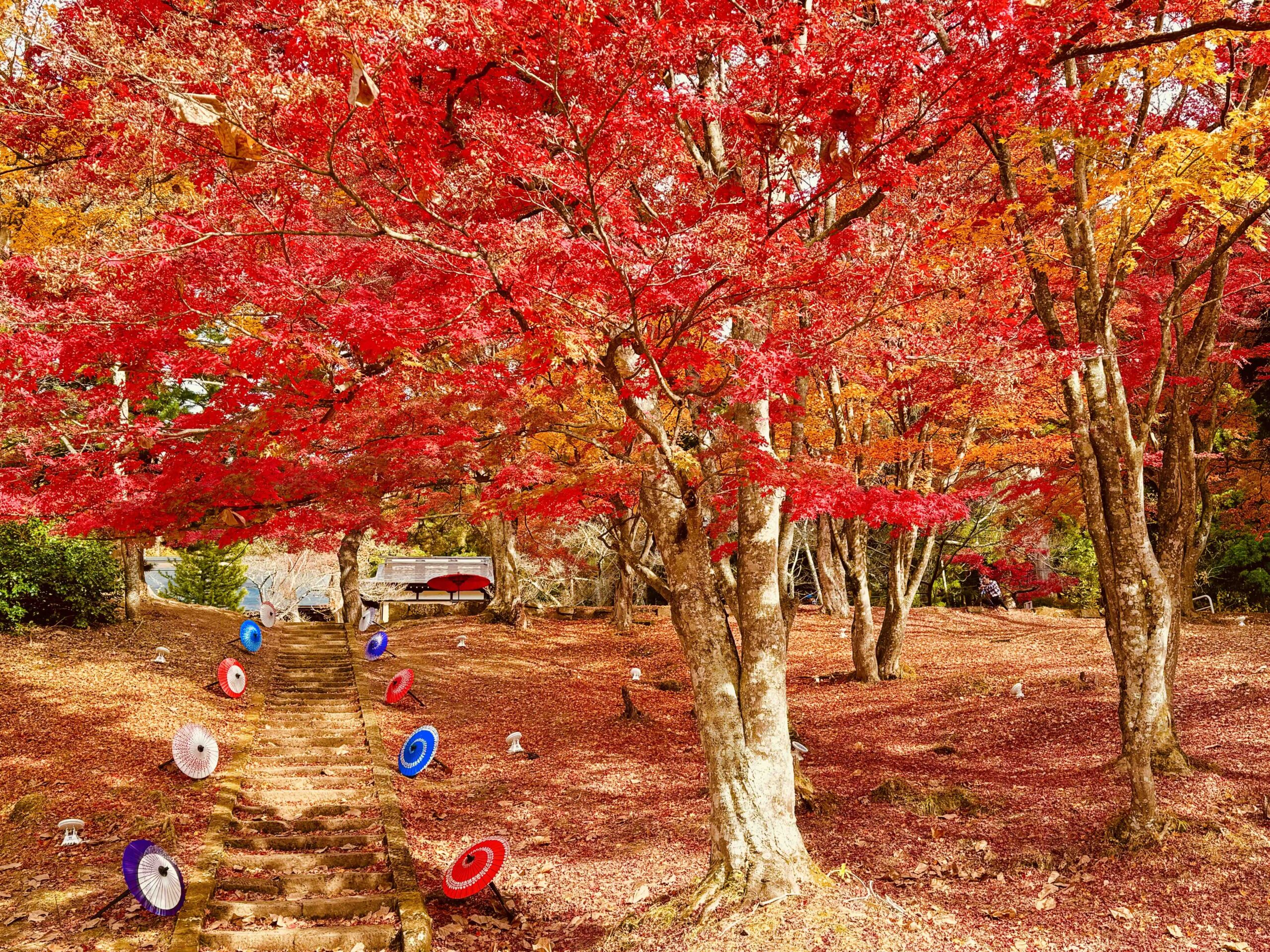 会津の聖地・土津神社の全貌｜紅葉絶景と保科正之を祀る歴史の真相