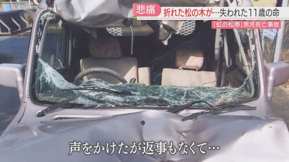 虹の松原倒木事故の真相と裁判判決｜原因や危険性・最新の安全対策を検証