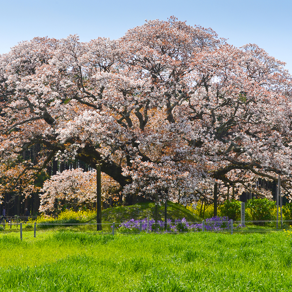 吉高の大桜2026｜満開わずか3日の秘密と開花状況・駐車場攻略